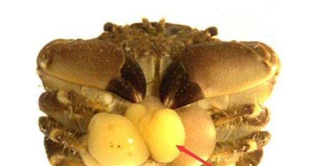 可以控制螃蟹的蟹奴是怎么把螃蟹身体掏空的?(图7)