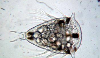 可以控制螃蟹的蟹奴是怎么把螃蟹身体掏空的?(图8)