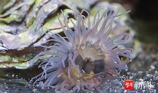 紫牛头条|年轻人流行去超市生鲜区“赶海” 零门槛拥有缤纷海底世界(图2)