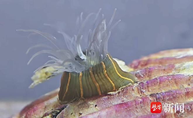 紫牛头条|年轻人流行去超市生鲜区“赶海” 零门槛拥有缤纷海底世界(图4)