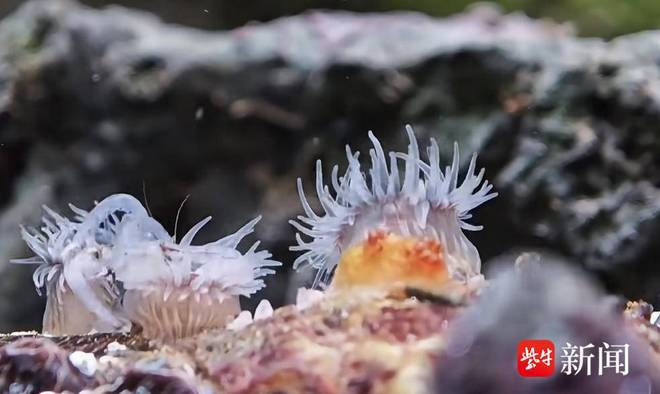 紫牛头条|年轻人流行去超市生鲜区“赶海” 零门槛拥有缤纷海底世界(图3)