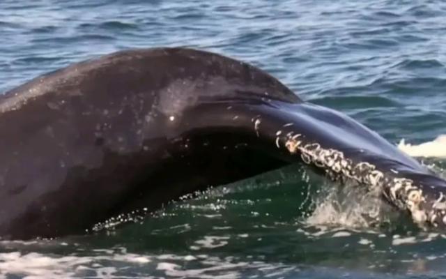 极限工作之船底清洁:大船底能刮好几十吨海鲜但你敢去吃吗?(图3)