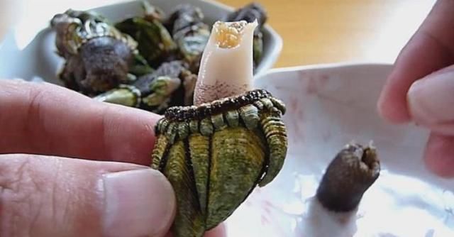 极限工作之船底清洁:大船底能刮好几十吨海鲜但你敢去吃吗?(图7)