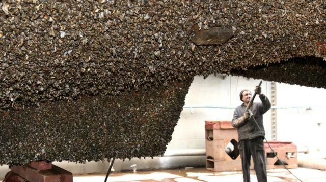 极限工作之船底清洁:大船底能刮好几十吨海鲜但你敢去吃吗?(图6)