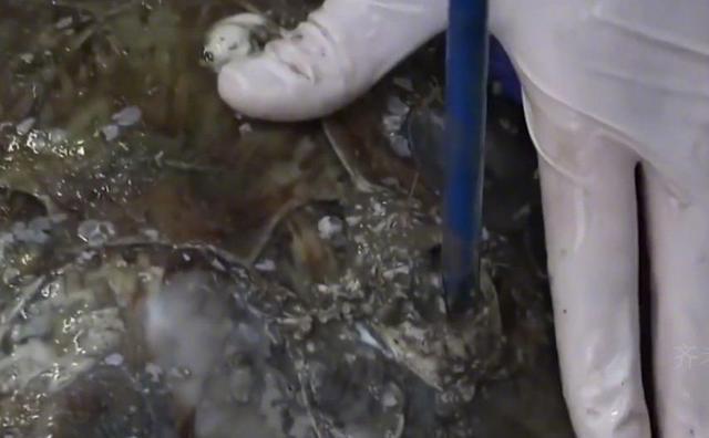 极限工作之船底清洁:大船底能刮好几十吨海鲜但你敢去吃吗?(图4)