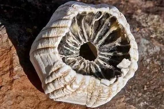 极限工作之船底清洁:大船底能刮好几十吨海鲜但你敢去吃吗?(图11)