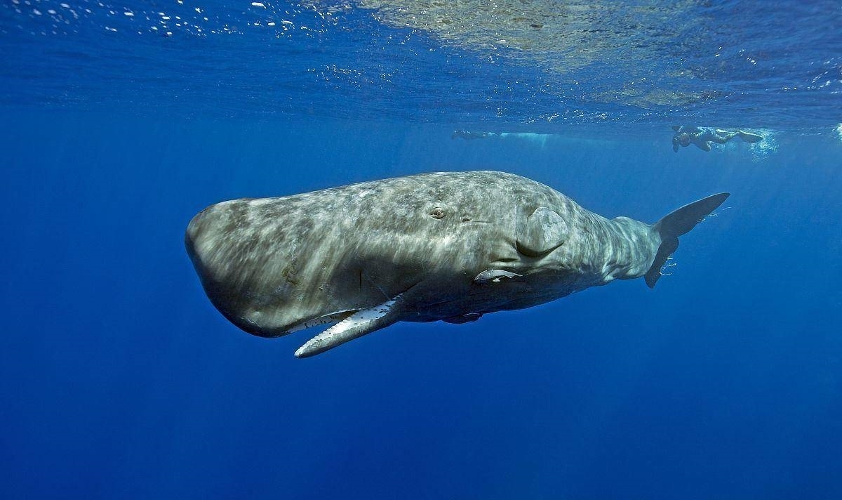 《开局地摊卖大力》第14集(图1) 《开局地摊卖大力》第14集