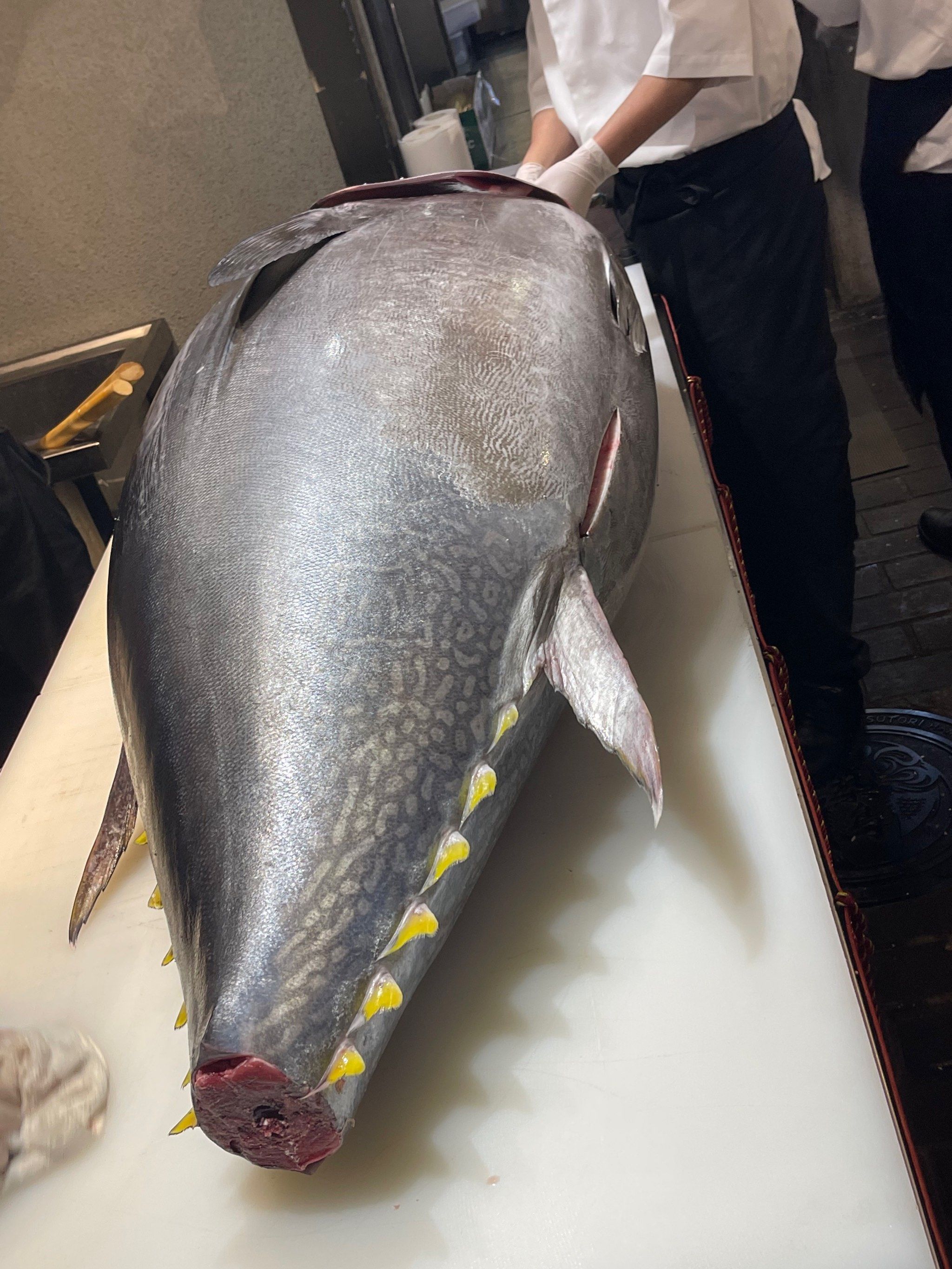 贫穷限制想象！一条鱼卖出5个亿日本土豪的钱是大风刮来的吗？