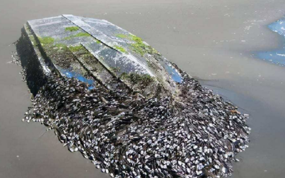 山东金瓢与金达破解水产及海洋生物行业痛点