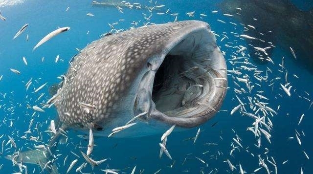 美国动漫《恶搞之家第十七季》第01集免费在线观看高清完整版-花生影院