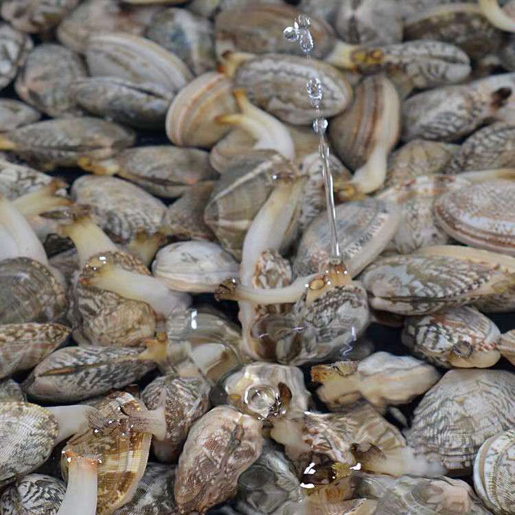 良渚先民的“黑科技”五千年前的“炊食器具”！