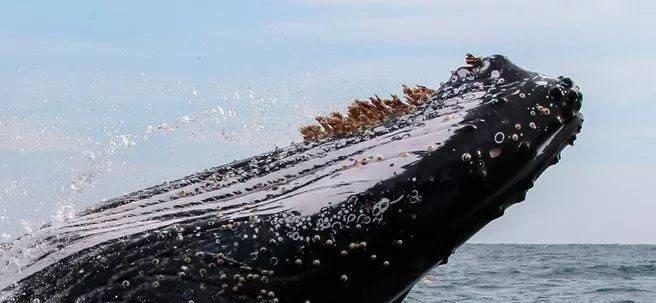 人类给鲸鱼去掉藤壶过程