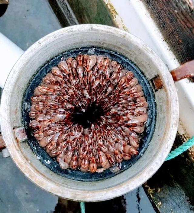 给鲸鱼刮藤壶的全部过程