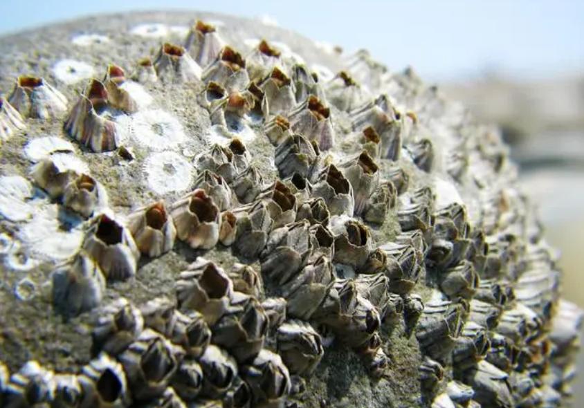 2026北京限号查询(每日更新)(图1) 2026北京限号查询(每日更新)