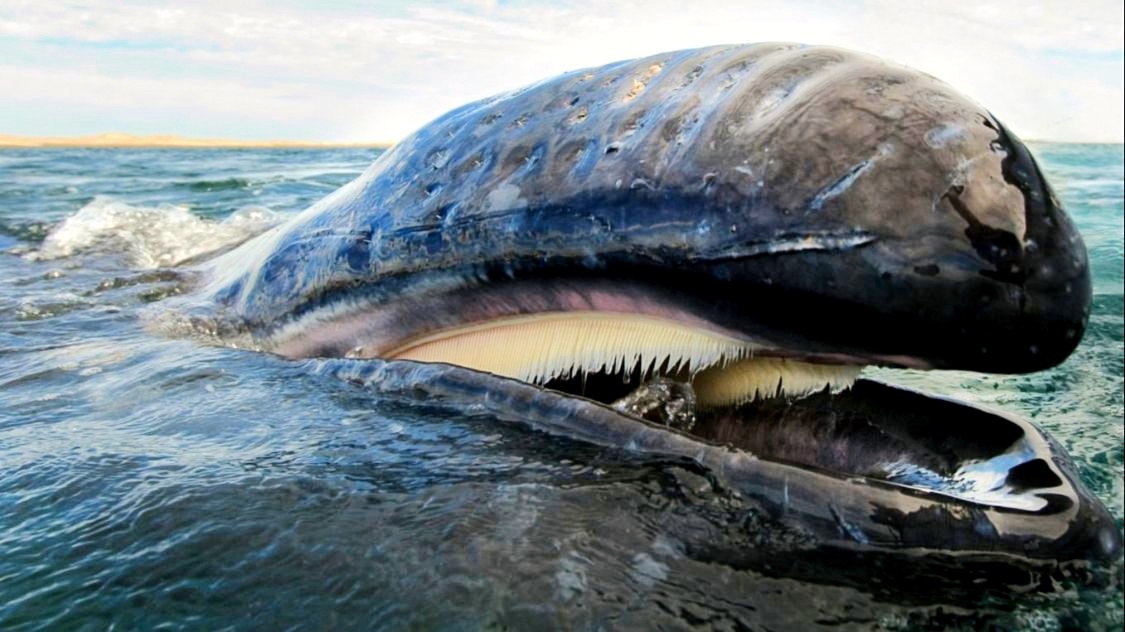 P2P观察日报 北京网贷监管细则或3月出台；鲸鱼宝被平安集团要求强制执行800万赔偿