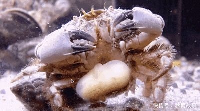 河蟹蟹奴病的防治