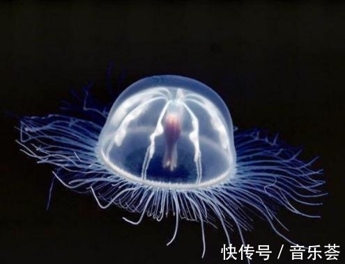 张杰院士：中国研究型大学创建世界一流的后发优势