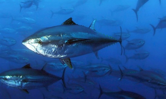 电动邦_太平洋号_太平洋汽车