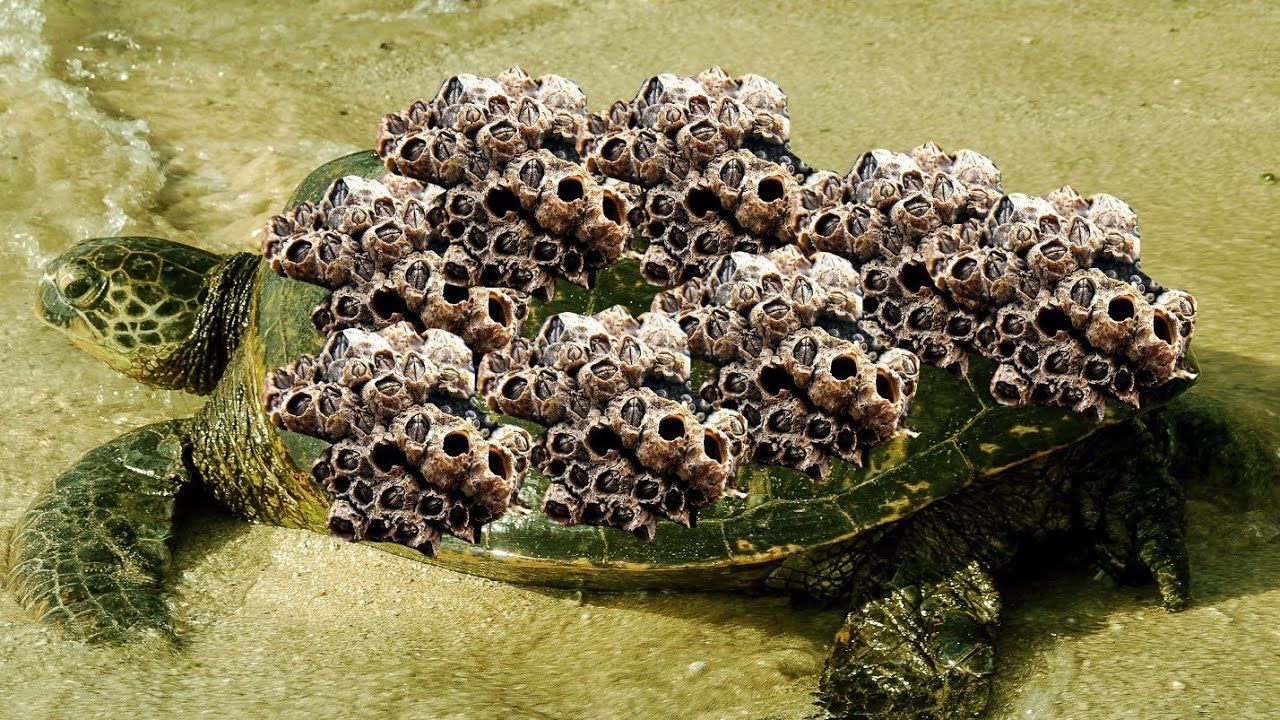 重回80：从渔村赶海到纵横大洋